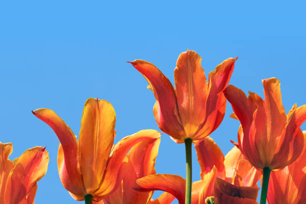 A row of blooming tulips in the park