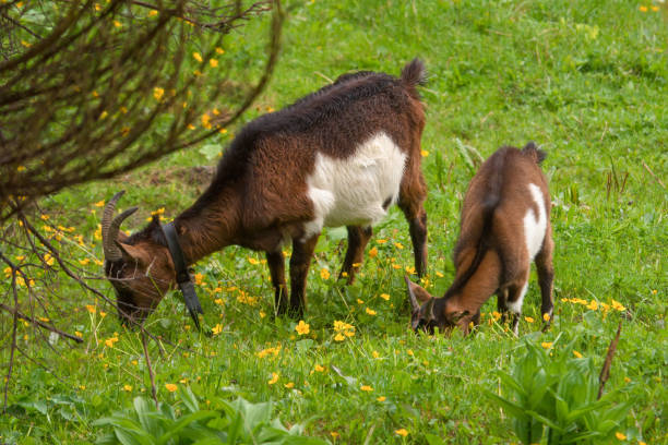 istock goat with fawn 1498651603