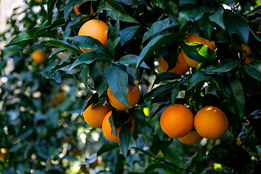 Close up shot of multiple organic oranges hanging on tree branches in local produce farm. Beautiful citrus fruit plantation in a natural light on a sunny day. Close up, copy space, background.