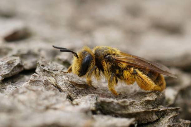 istock Closeup on an orange fluffy Mediterranean mining bee, Andrena sitting on wood 1498653345