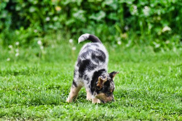 istock dog on grass, photo as a background , australian german shepard sheperd dog 1498653437