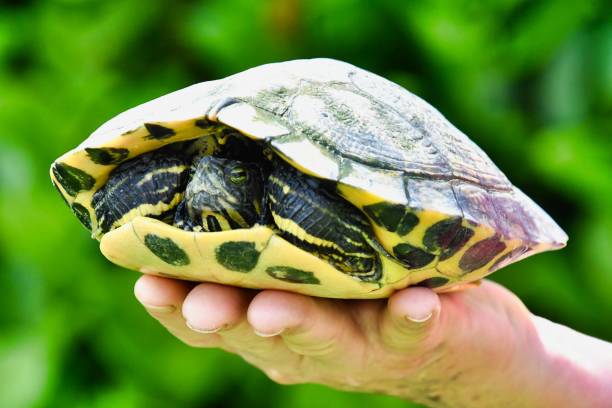 istock Photo Picture of Red Eared Terrapin Turtle Trachemys Scripta Elegans Tortoise 1498653478