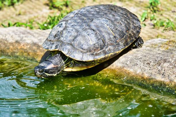 istock Photo Picture of Red Eared Terrapin Turtle Trachemys Scripta Elegans Tortoise 1498653506