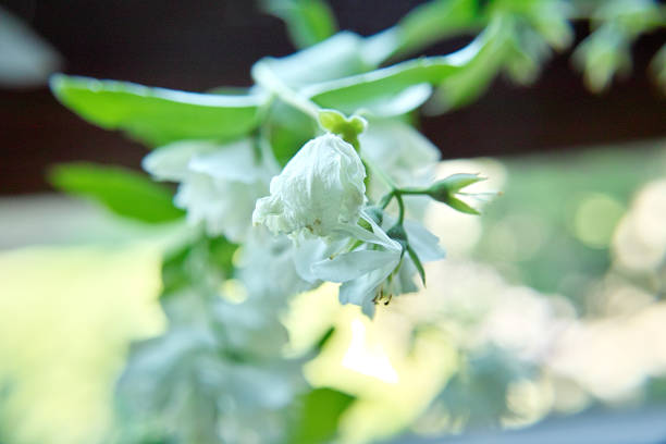 closeup of blossom on a bush in a garden in Helmstadt in Germany at 6.14.2023
