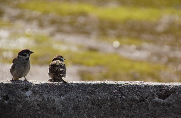 istock Close up of birds perching on retaining wall 1498653747
