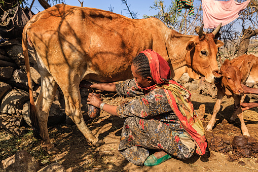 African woman milking a cow in the village near Lalibela town, northern Etiopia, East Africa