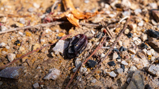 istock Dried seeds lay on the ground. 1498653935