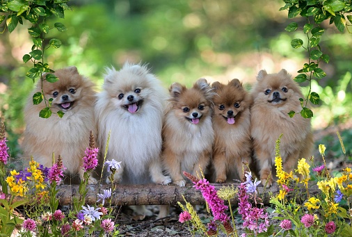 A group of cute and cheerful pomeranian puppies running around in a lush green garden