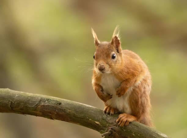 istock Scottish red squirrel in its natural habitat 1498655526