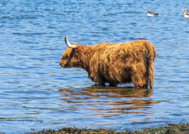 istock Scottish highland cow standing in the water 1498655541