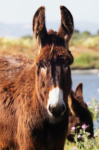 Close up photo of a donkey in the Setúbal district, South of Portugal.