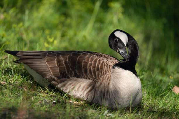 istock Closeup of a duck pecking on its feathers on green grass 1498656582