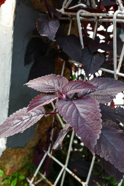 istock Coleus scutellarioides plant 1498656889