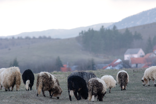 Part of the herd of sheep in the frame is grazing near the Bosnian village near Livno