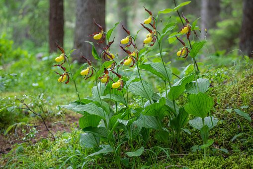 Yellow lady's slipper orchid - Cypripedium calceolus in swiss alps