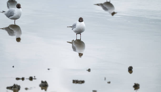 istock Black Headed Gull and reflection standing in calm water in Dorset, England 1498659184