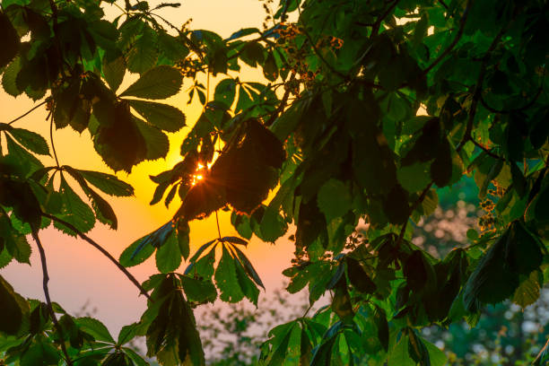 Sunshine through the chestnut tree, chestnut fruit in summer before harvest spike fruit