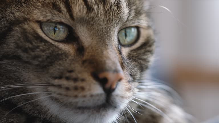 Gray striped tabby cat, closeup detail on his face