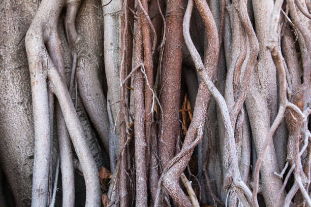 istock The trunk and roots of a tree close-up. 1498660194