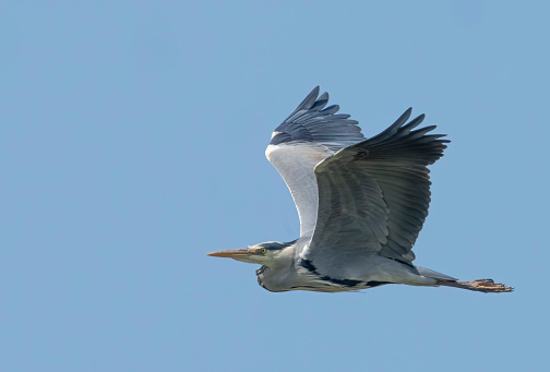 A grey heron in flight over Gosforth Park Nature Reserve.