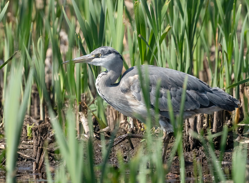 A grey heron in reedbeds in Gosforth Park Nature Reserve.