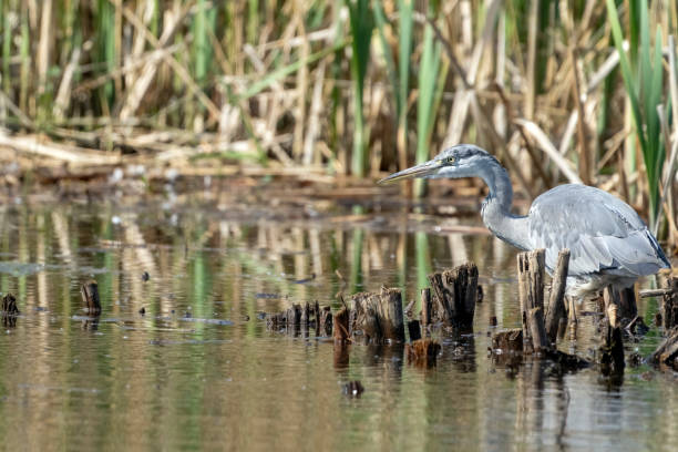 istock A grey heron in reedbeds in Gosforth Park Nature Reserve 1498660392