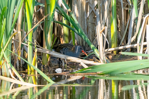 Water Rail in a reed bed in Gosforth Park Nature Reserve.