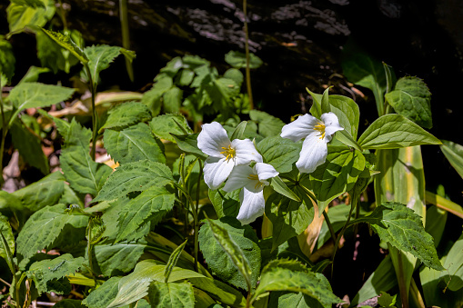 Large White Trillium (Trillium grandiflorum) is one of the most well-known woodland spring flowers in the United States. Spring  lovely white flowers with three ruffled petals.
