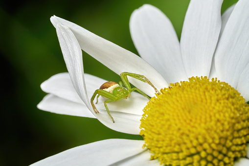 Green Crab Spider (Diaea dorsata) lurking under two joined petals of a daisy for prey - Baden-Württemberg, Germany