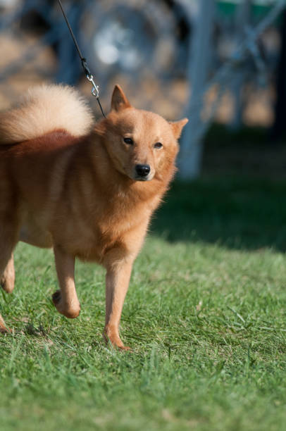 Finnish Spitz walking with one leg raised Finnish Spitz competing in a conformation event at a dog show in New York finnish spitz stock pictures, royalty-free photos & images