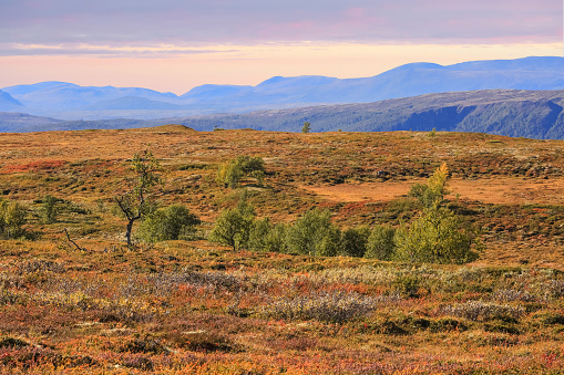 Indian summer in the Forollhogna National Park located in the central part of Norway