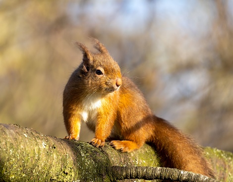 A curious Scottish red squirrel atop a rustic tree branch, gazing intently into the distance