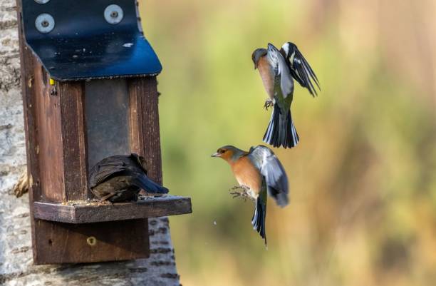 istock Small male chaffinch birds perched on a rustic bird feeder near a lush tree 1498668795