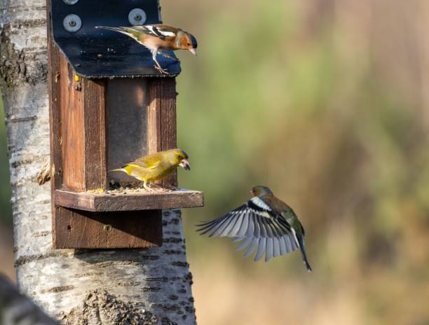 istock two small birds sitting on a bird feeder at a birch tree 1498668813