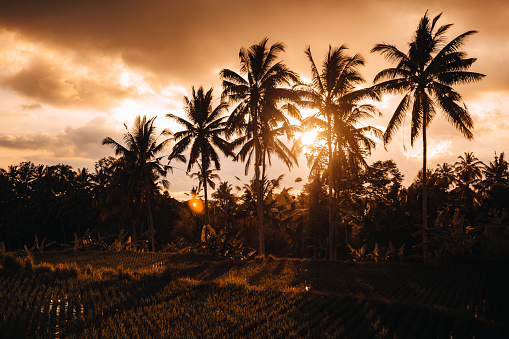 The sun sets behind palm trees and paddy fields in Ubud, Bali.