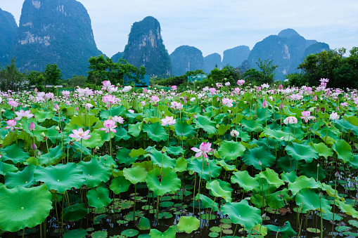 Guilin landscape lotus