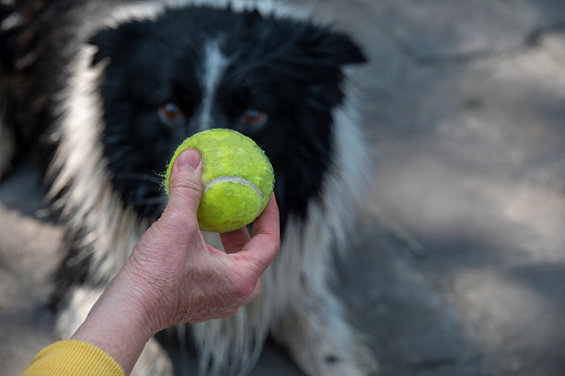 Playful, wet border collie watches while a hand holds a tennis ball, waiting for it to be thrown into the river. The dog is intensely focused on the ball. Focus on the foreground