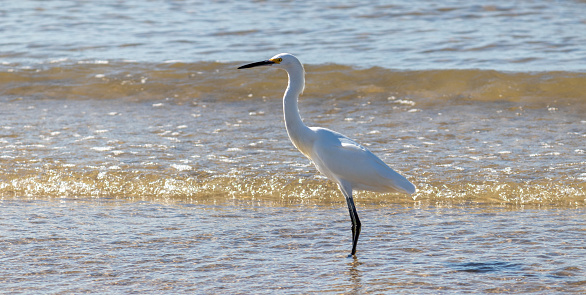 Snowy egret on the seashore.