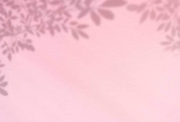 istock Pink Studio background with Leaves shadow on cement wall texture,Product Display room with branches leaves overlay on Pink pastel Concrete wall,Backdrop Banner for natural cosmetic  product 1498672867