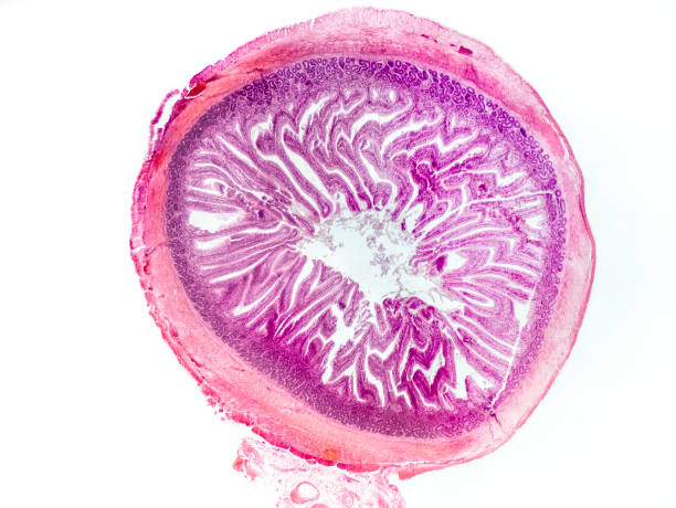 세로 근육, 원형 근육, 점막하층, 점막, 장 융모 및 내강을 보여주는 현미경 아래 블랙버드 소장 단면 - 광학 현미경 x32 배율 - submucosa 뉴스 사진 이미지