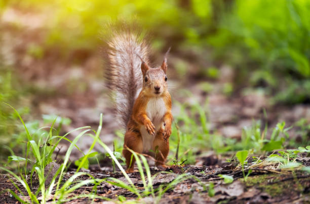 istock A beautiful squirrel in a forest park in the summer 1498674219