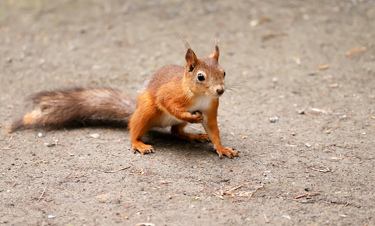 A beautiful squirrel runs along the road in a park