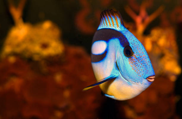 Closeup of a blue tang surgeonfish