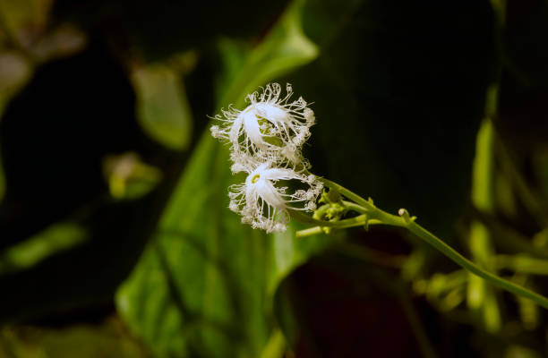 Pare Belut, Snake Gourd (Trichosanthes anguina) flower, selected focus