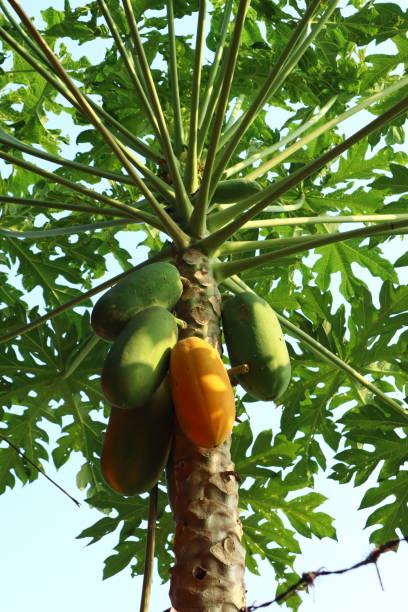 istock ripe papaya fruit 1498675072