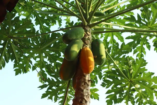 papaya trees are fertile with dense fruit as it is ripe