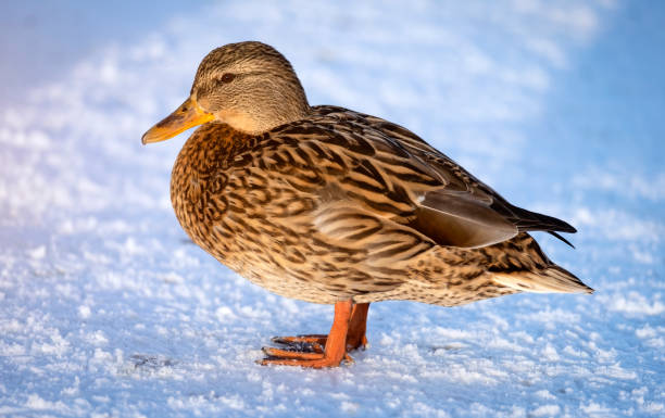 Duck on the riverbank in winter close-up.
