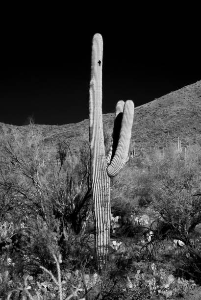 istock Sonora Desert Arizona in Infrared 1498675976