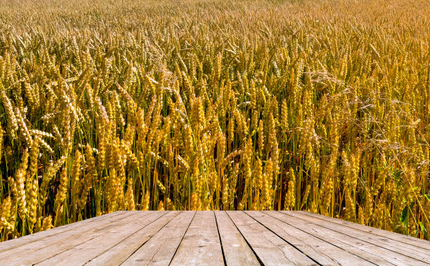 istock Beardless wheat is popular among grazers and wheat hay producers 1498676140