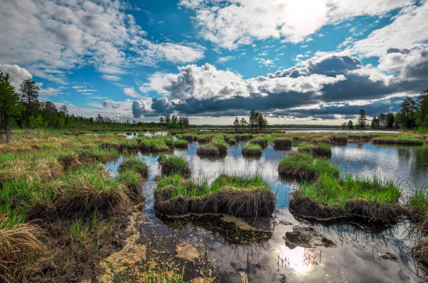 istock Lake Shore. Sunny day. Karelia. Russia 1498676211